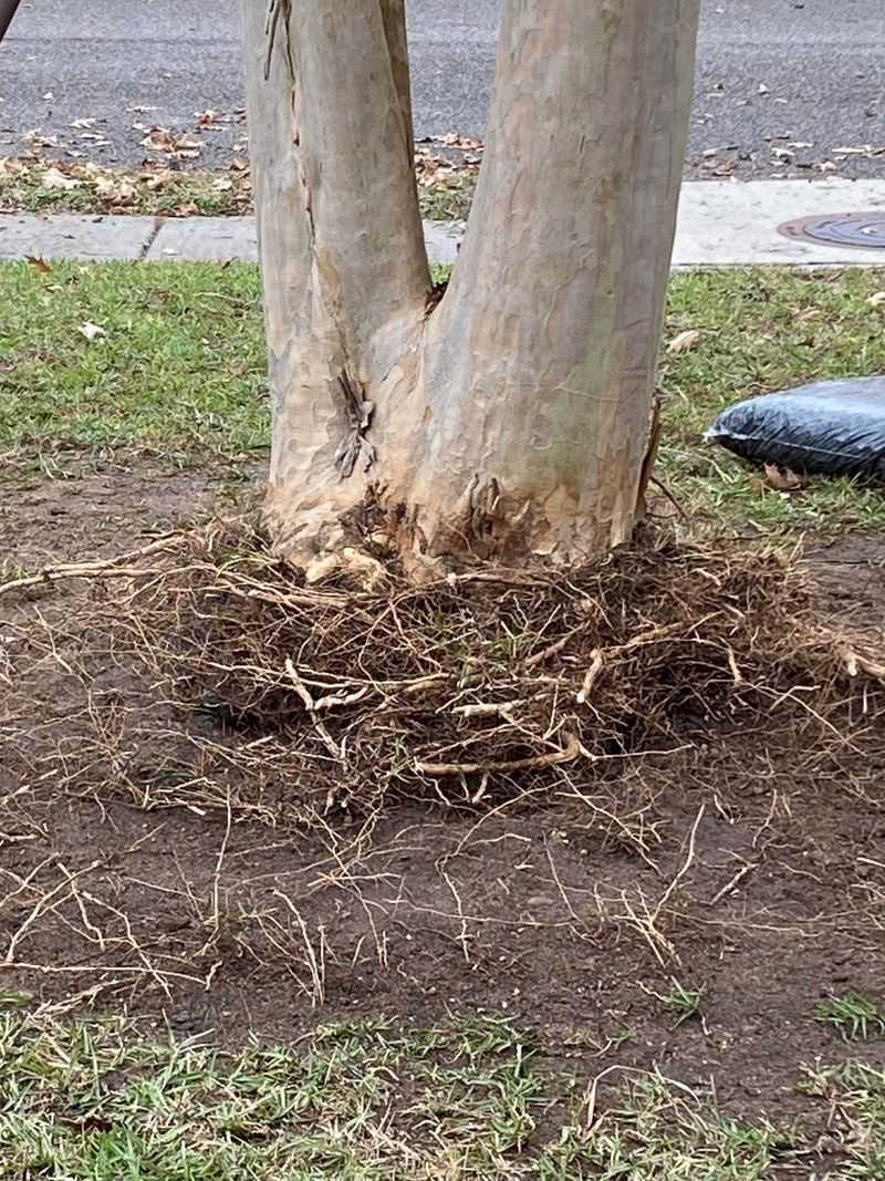 Planting Too Deep Creates Problems Right At The Base