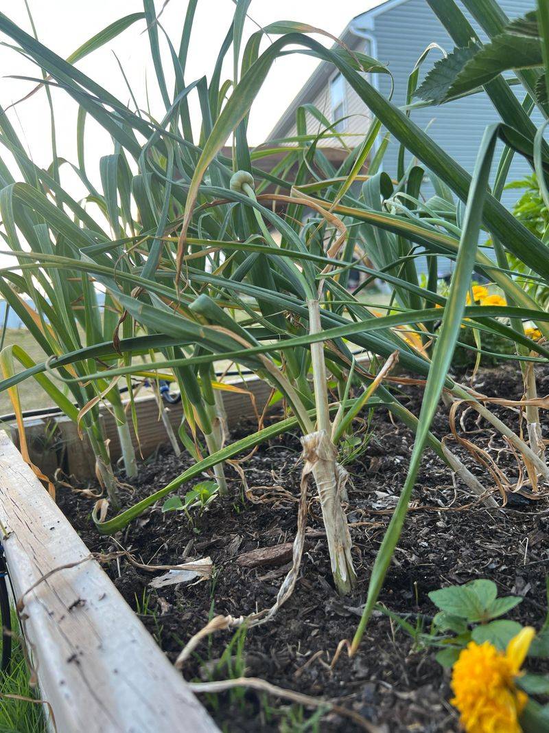 Planting Too Early In The Season