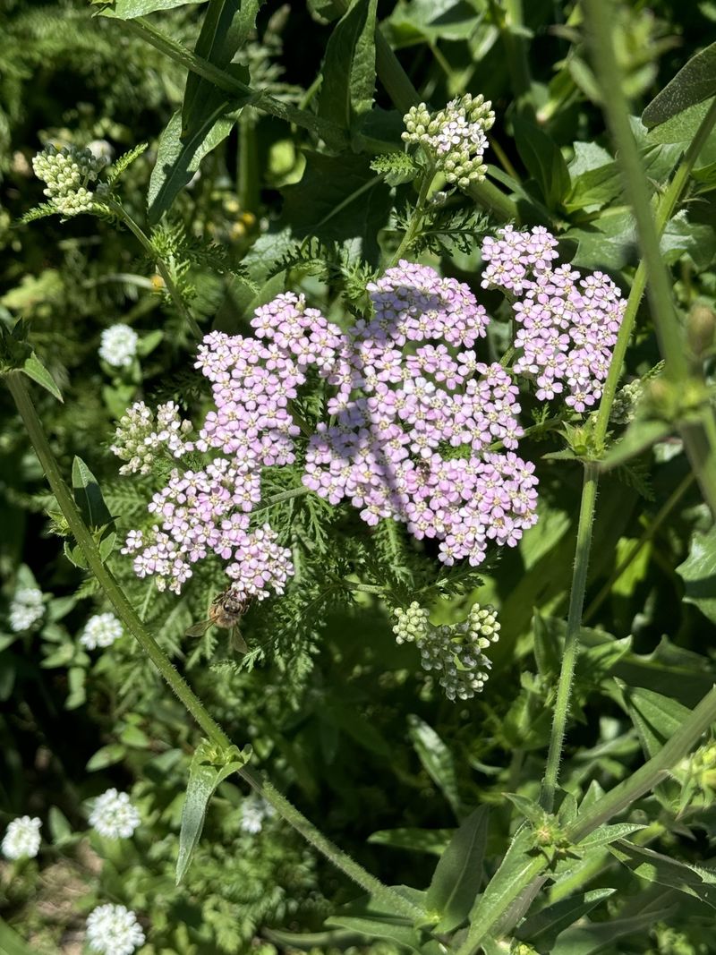 Planting Yarrow For Easy Late-Season Color
