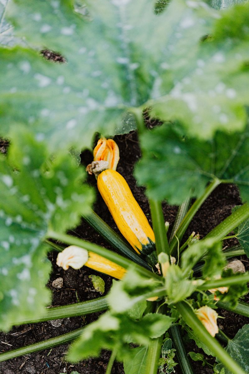 Planting Zucchini In A Spot With Insufficient Sunlight