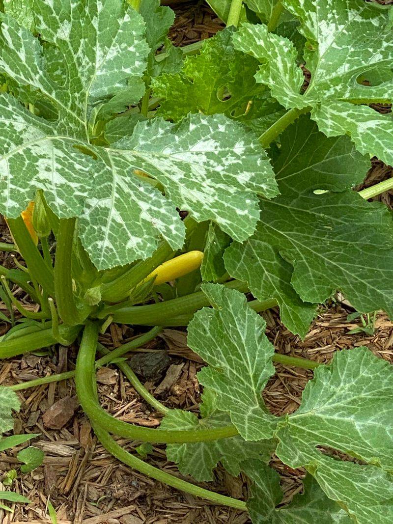 Plants Most Likely To Show This Problem Plants Most Likely To Show This Problem