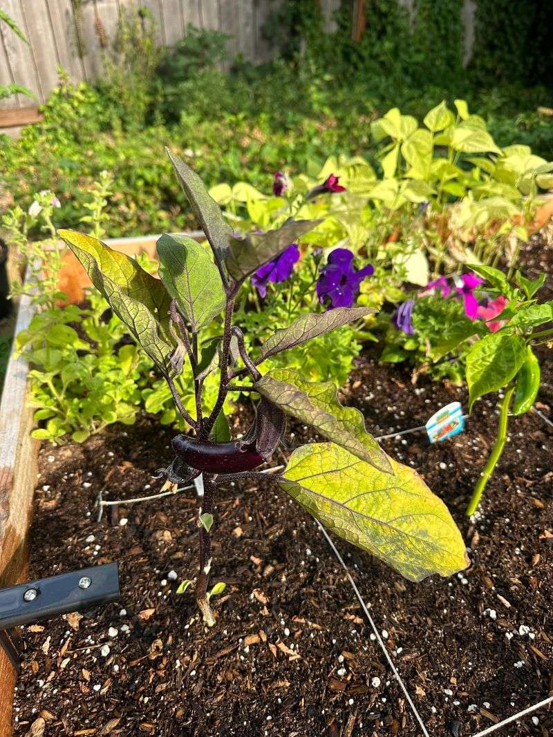 Plants Need Less Water As Growth Slows