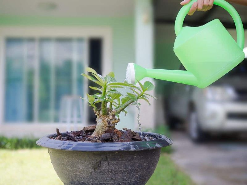 Plants Need Moisture More Than Feeding Right Now