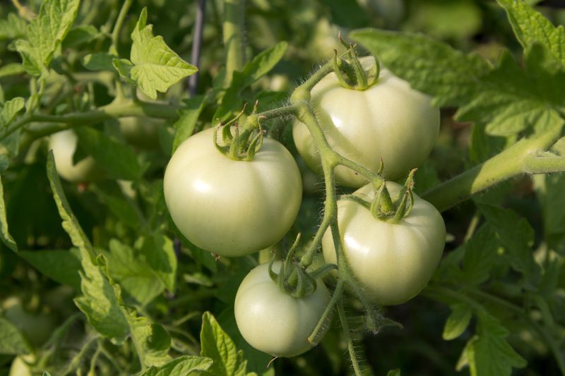 Plants Shift Into Slower Growth Mode
