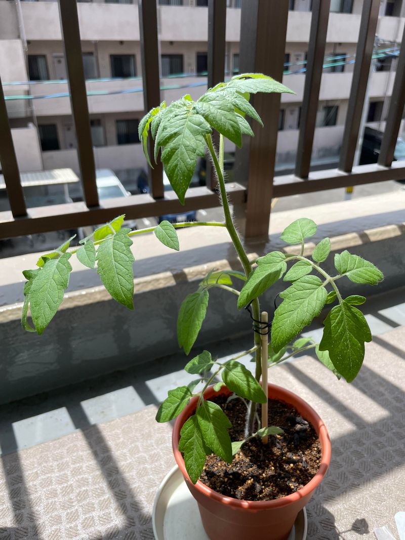 Plants Still Too Young To Flower Plants Still Too Young To Flower