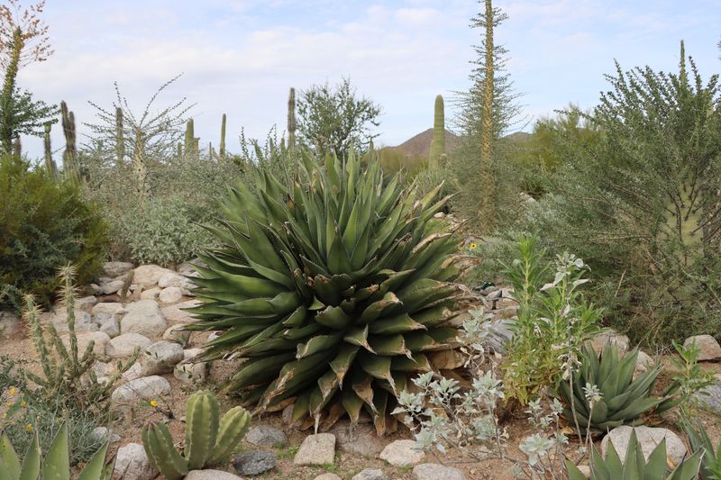 Plants That Can Handle A Break From Watering