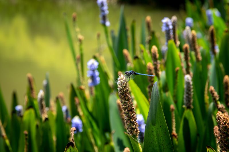 Plants That Support Dragonfly Activity Plants That Support Dragonfly Activity