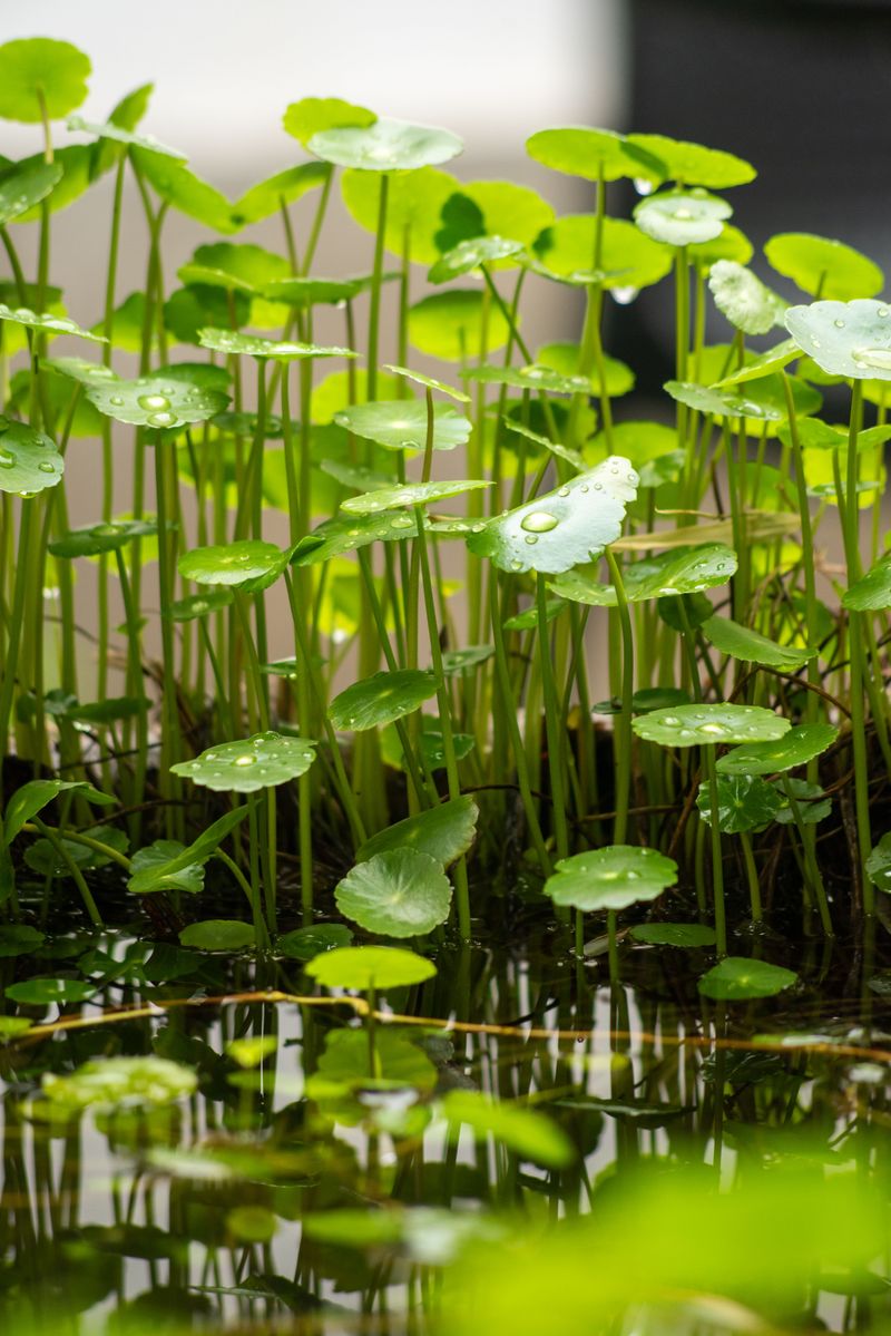 Plants That Thrive In A Micropond Plants That Thrive In A Micropond