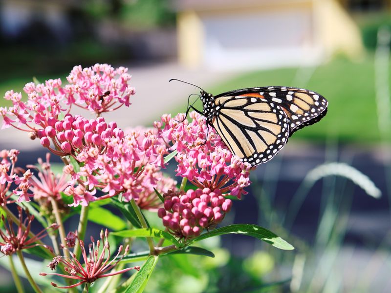 Plants That Thrive In Consistently Moist Soil Plants That Thrive In Consistently Moist Soil