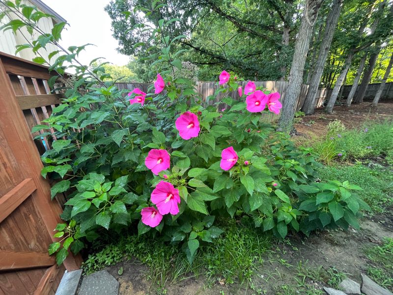Plants That Tolerate Wet North Carolina Soil Plants That Tolerate Wet North Carolina Soil