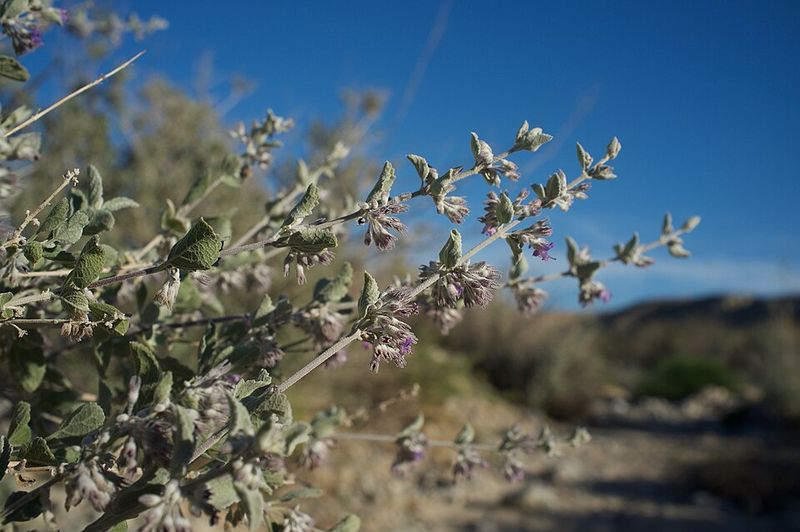 Plenty Of Growing Room Lets This Shrub Reach Full Size
