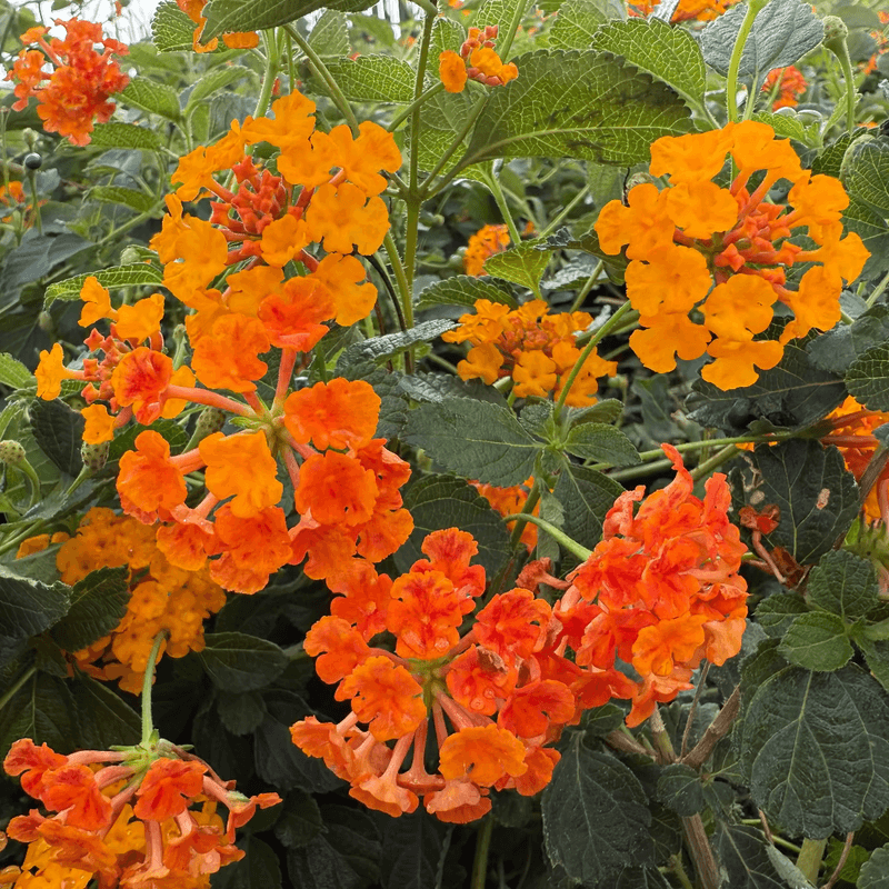 Plenty Of Sun Helps Keep New Blooms Coming Plenty Of Sun Helps Keep New Blooms Coming