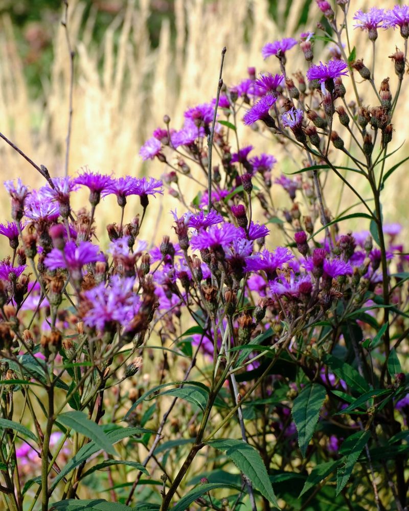 Plenty Of Sun Helps Those Tall Stems Grow Strong