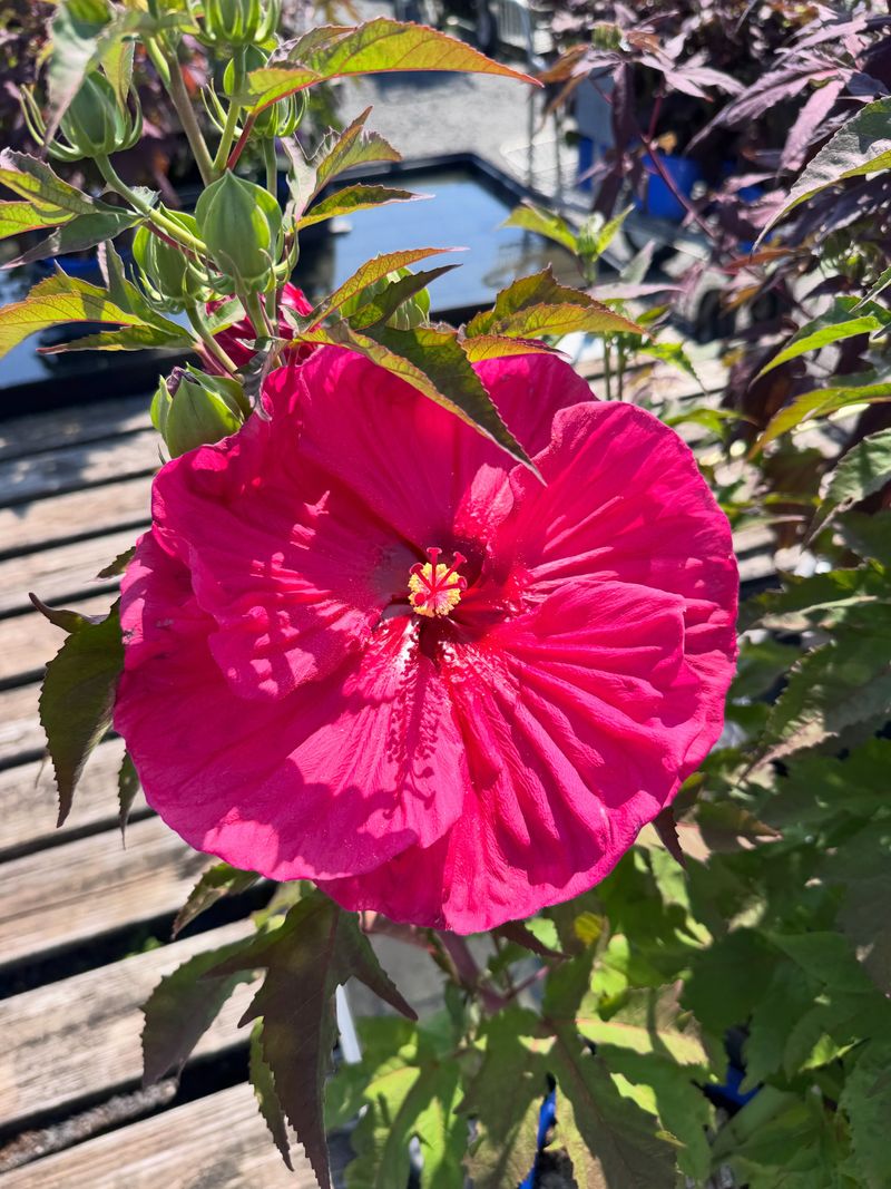 Plenty Of Sun Supports More Flowers Plenty Of Sun Supports More Flowers