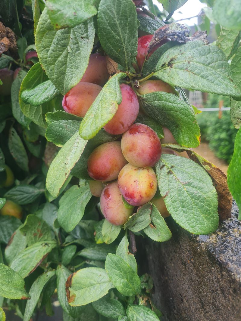 Plum Trees Need Watching After Heavy Fruit Set