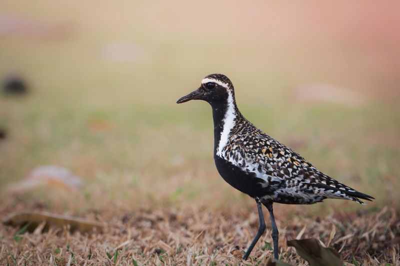 Plumage Shifts That Track The Months Ahead