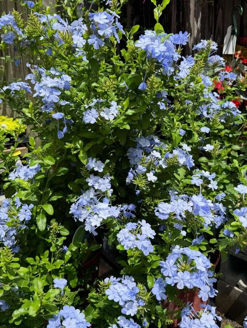 Plumbago Plumbago