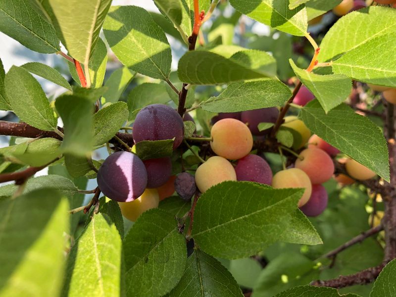 Plums And Pluots Plums And Pluots