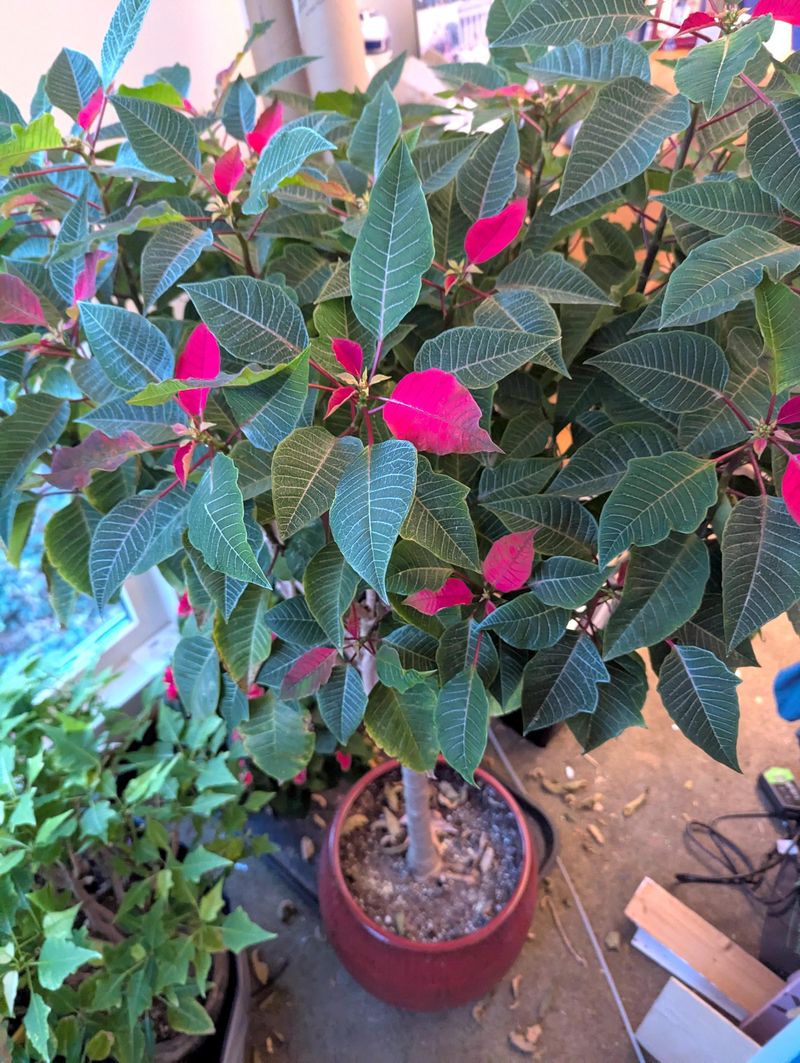 Poinsettias Need Their Final Pinch Before Fall