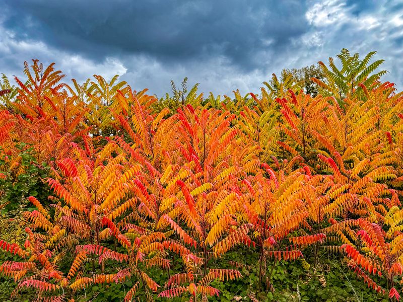 Poison Sumac Grows Throughout Kentucky Yards Poison Sumac Grows Throughout Kentucky Yards