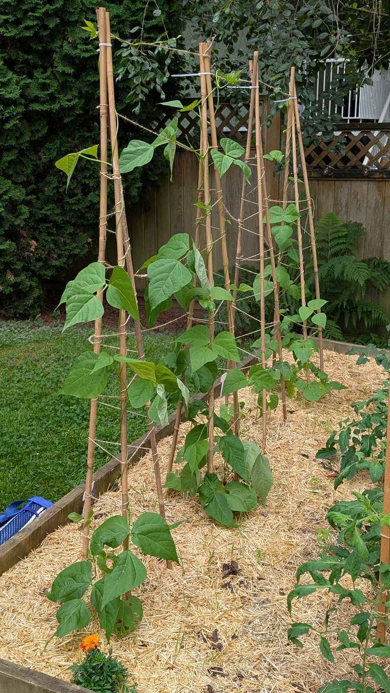 Pole Beans Pole Beans