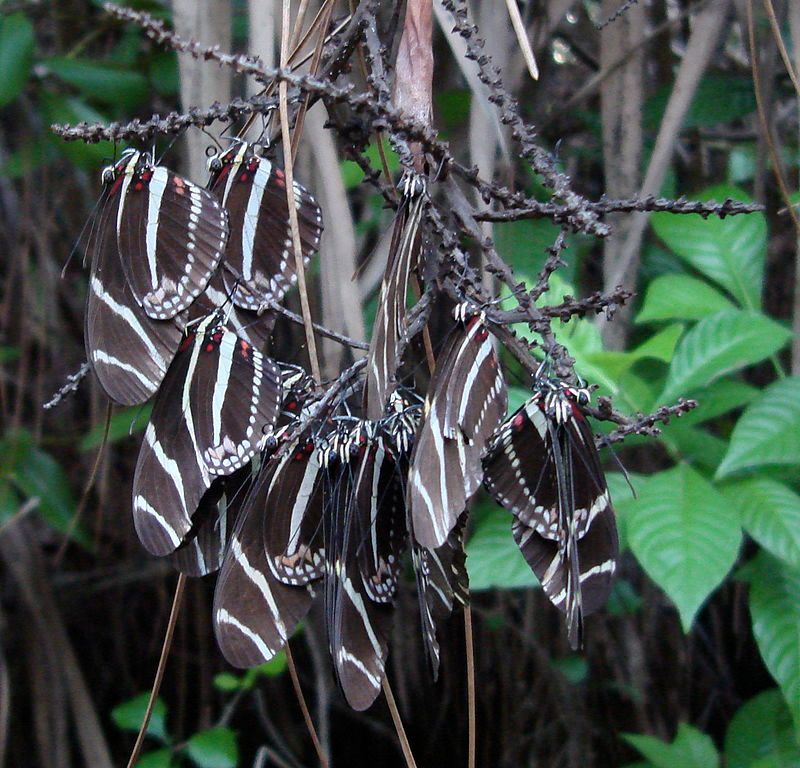 Pollen-Rich Blooms Give Longwings Something Most Butterflies Skip