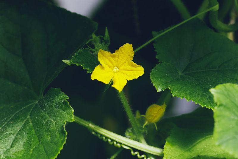 Pollinating By Hand When Needed Pollinating By Hand When Needed