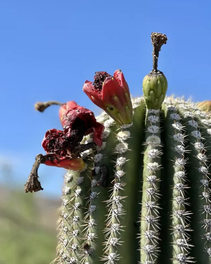 Pollination Produces Healthy Fruit And Seeds Pollination Produces Healthy Fruit And Seeds