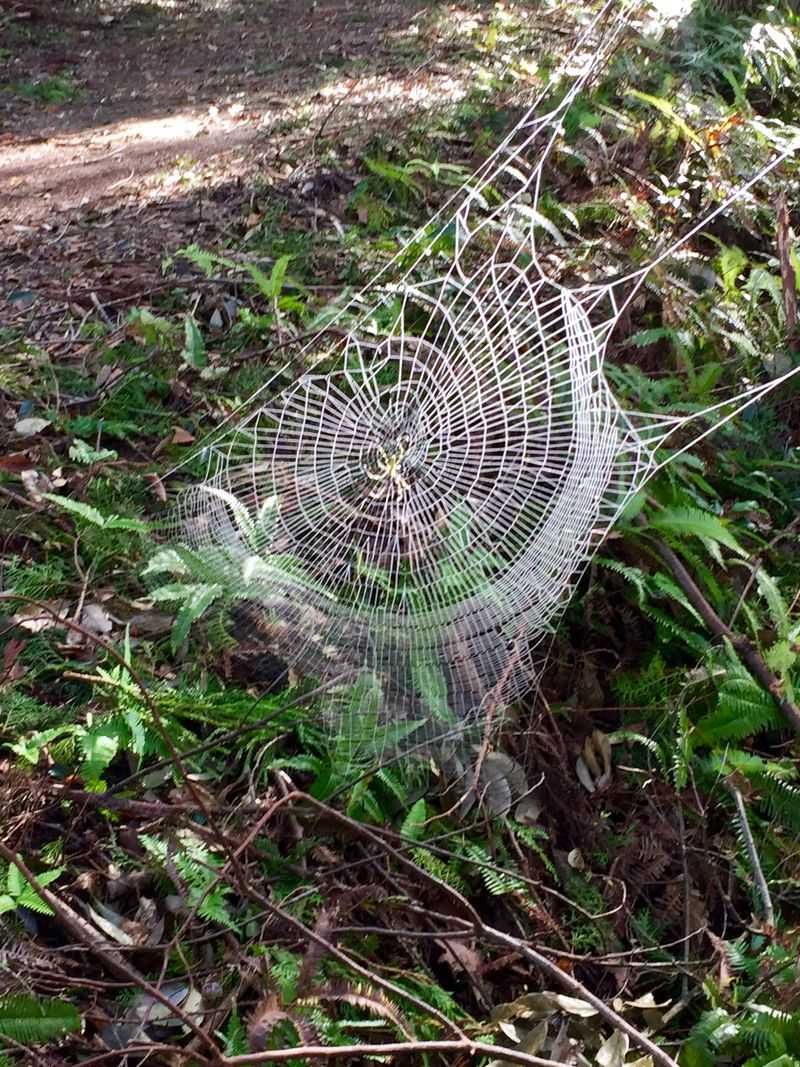 Pollinator Gardens Need A Different Approach
