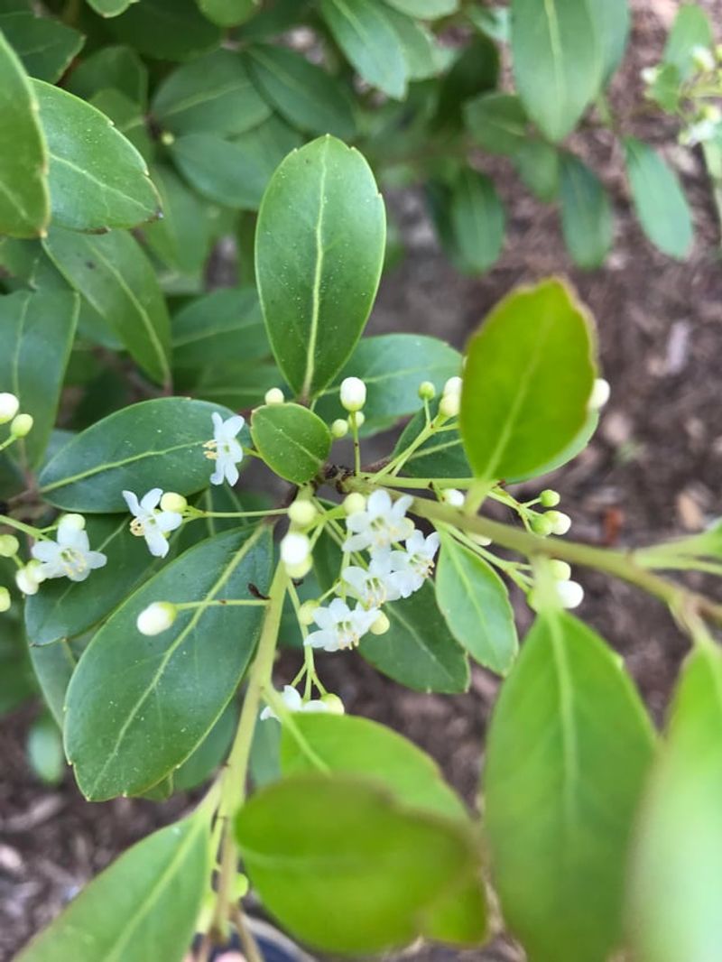 Pollinators And Birds Benefit From Its Berries Pollinators And Birds Benefit From Its Berries