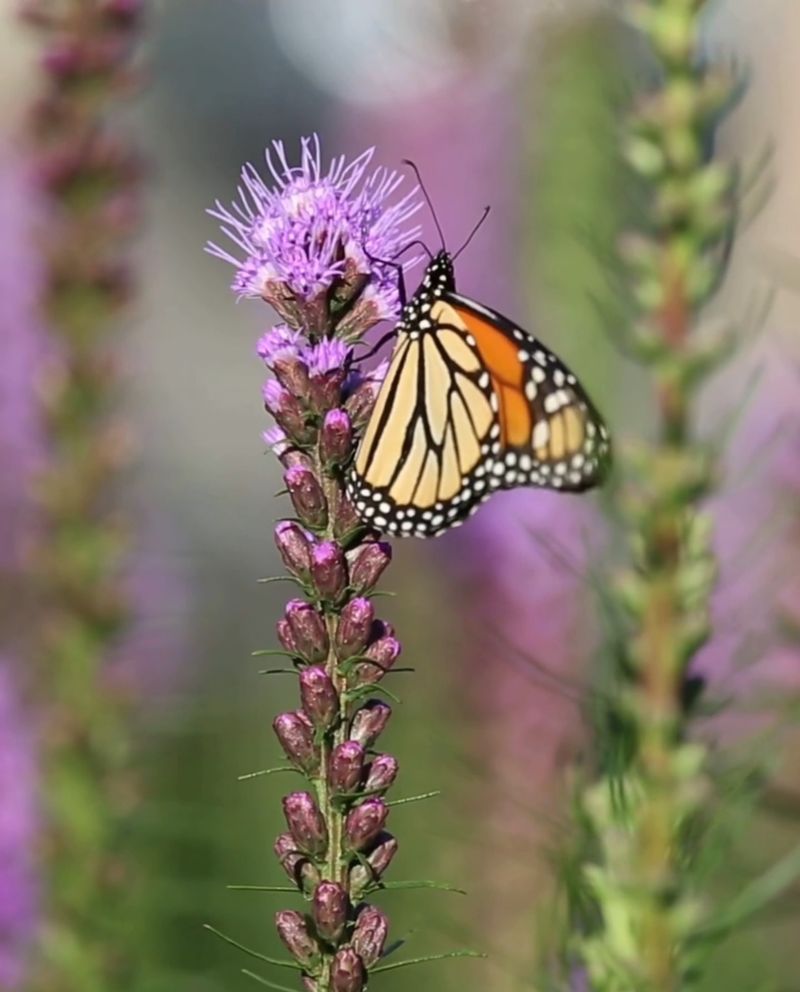 Pollinators Arrive With The Flowers Pollinators Arrive With The Flowers