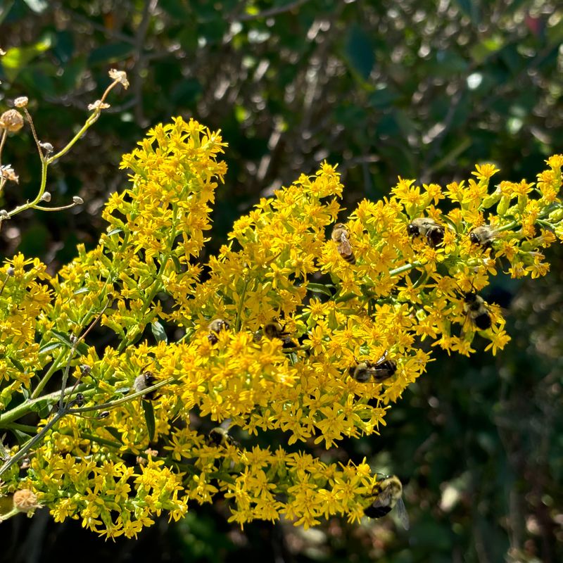 Pollinators Depend On The Alternating Field System