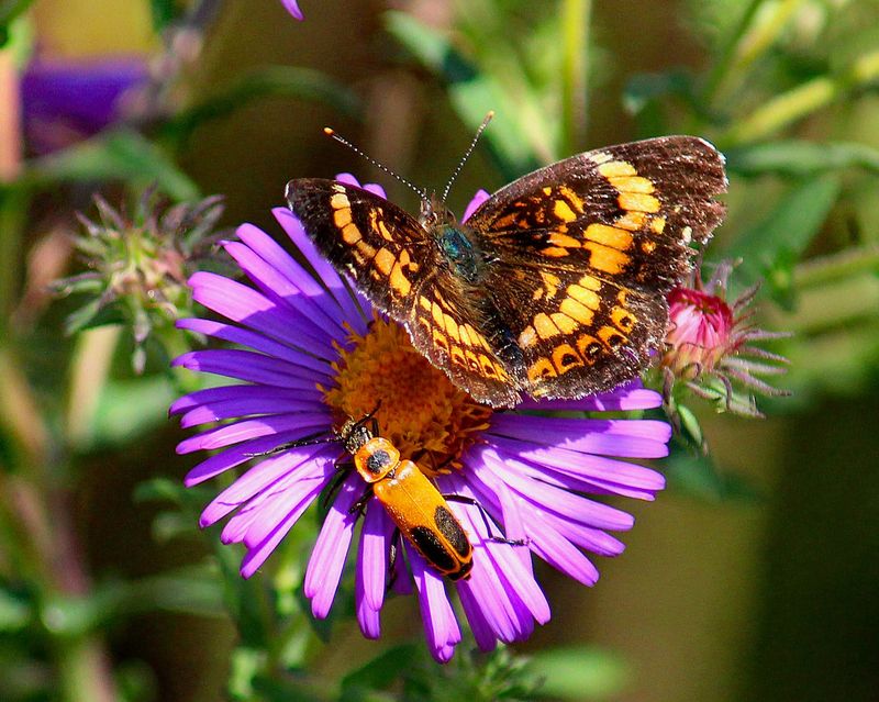 Pollinators Depend On The Late Blooms