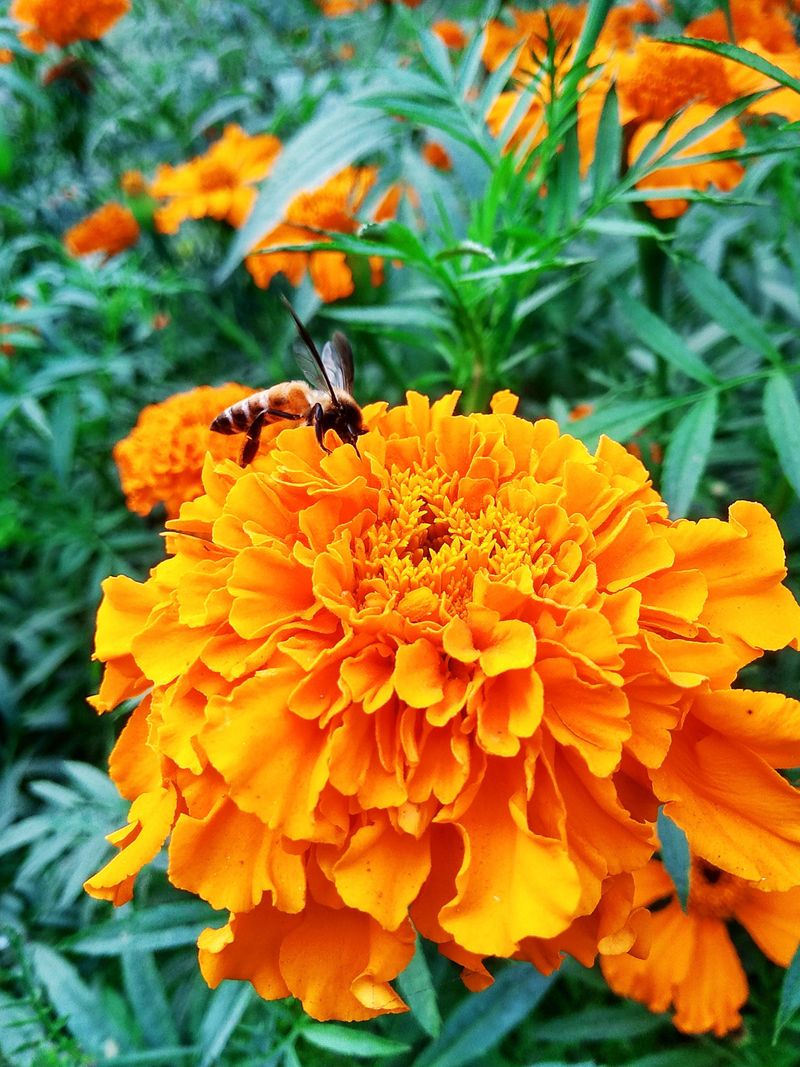 Pollinators Flock To Their Vibrant Flowers Pollinators Flock To Their Vibrant Flowers