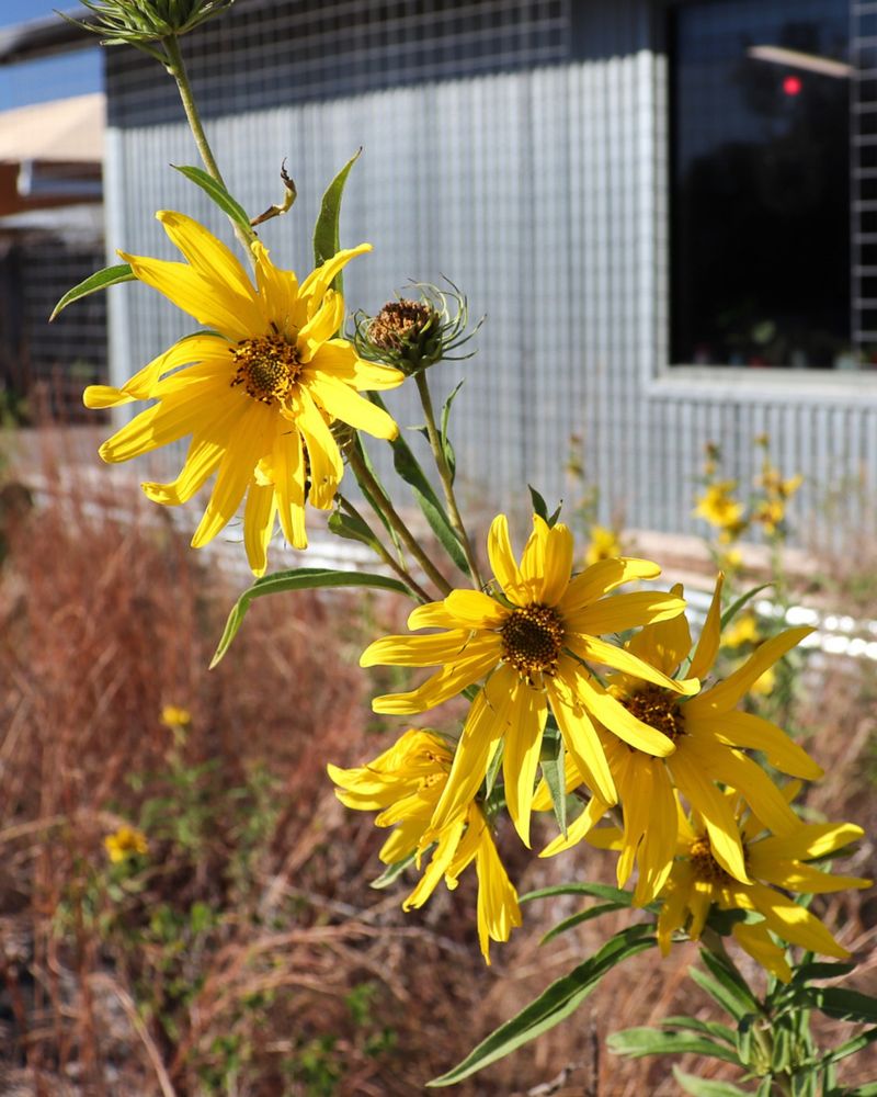Pollinators Still Find Food On The Blooms Pollinators Still Find Food On The Blooms