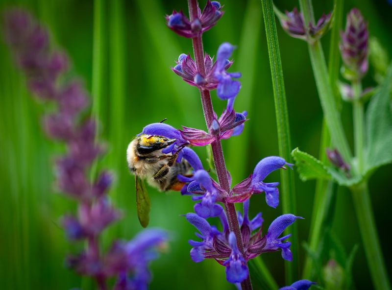Pollinators Thrive On Native Species Pollinators Thrive On Native Species