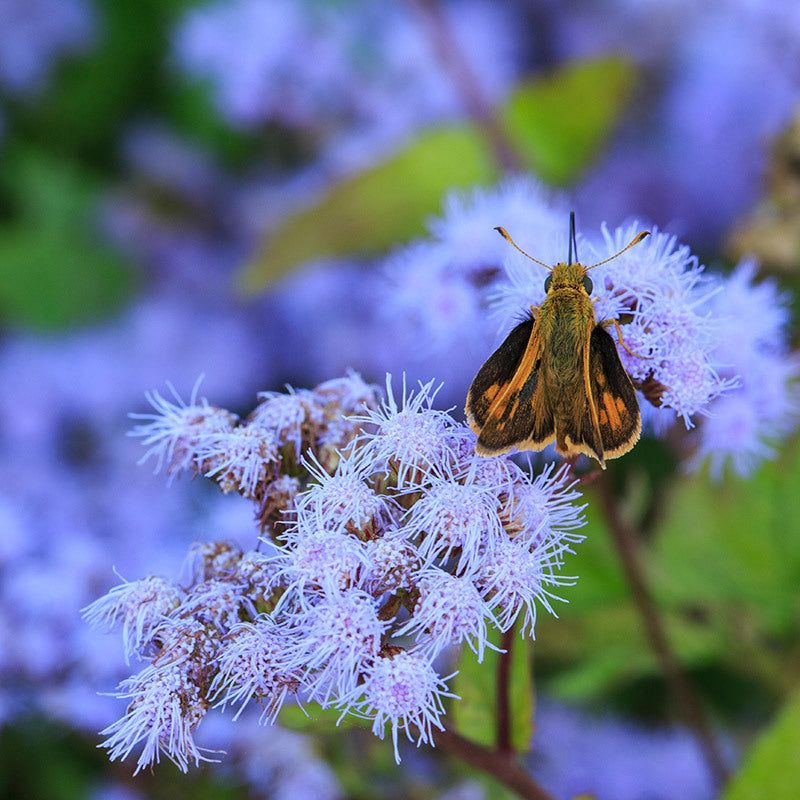Pollinators Visit The Flowers Throughout The Season Pollinators Visit The Flowers Throughout The Season