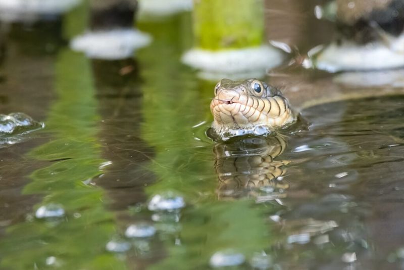 Ponds And Wet Areas Can Increase Snake Encounters