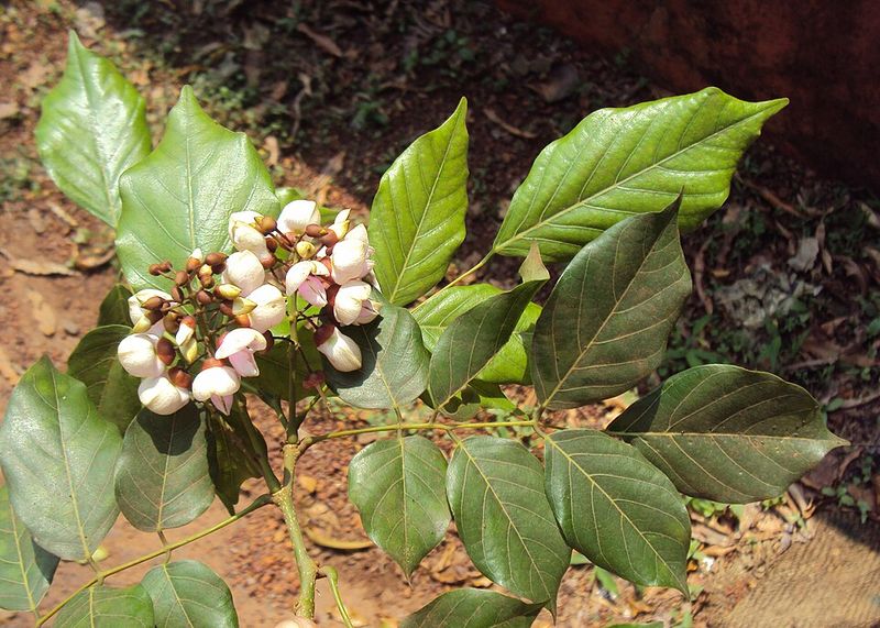 Pongamia Lands In Florida's Regulatory Crosshairs