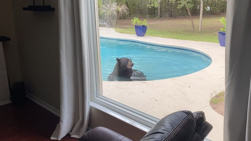 Pools And Water Bowls Can Become Unexpected Water Stops