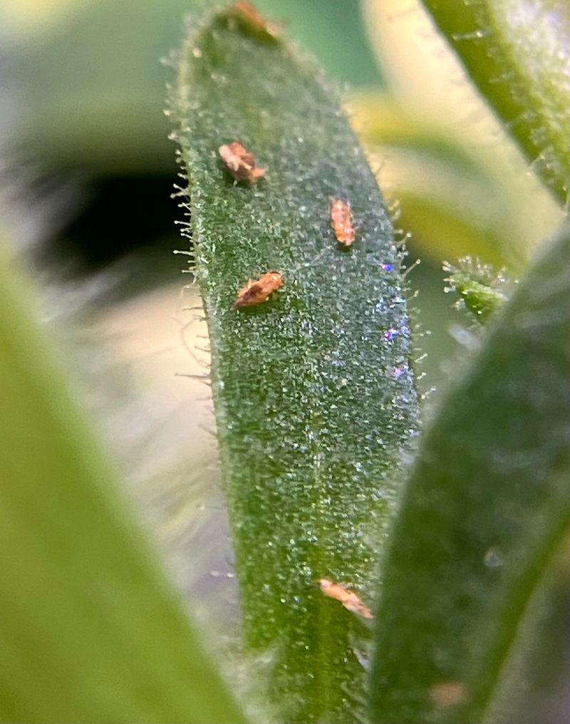 Poor Air Circulation Invites Fungal Issues That Stall Blooms Poor Air Circulation Invites Fungal Issues That Stall Blooms