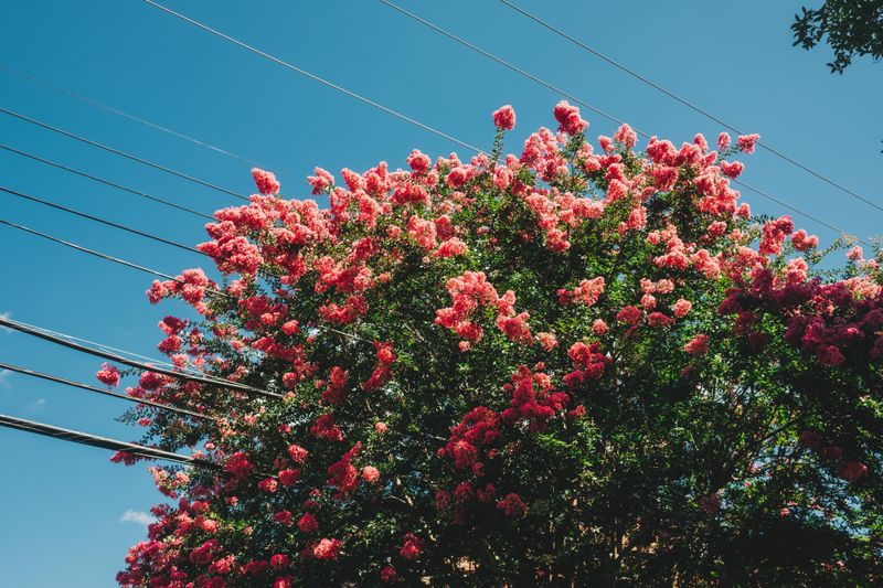 Poor Airflow Can Increase Leaf Disease Risk