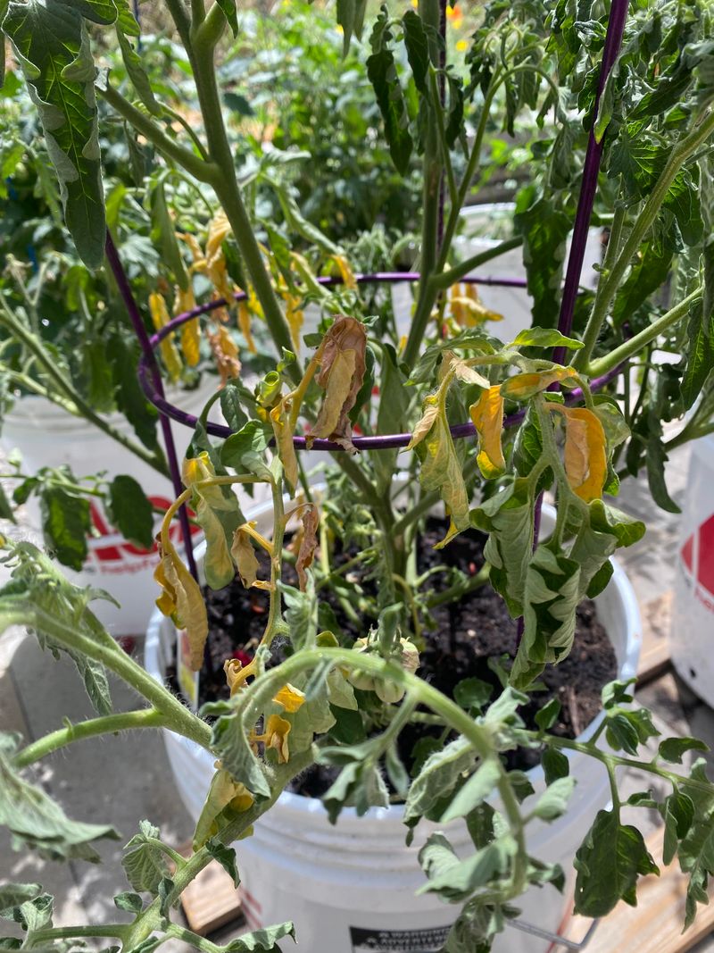 Poor Drainage Keeping Roots From Breathing