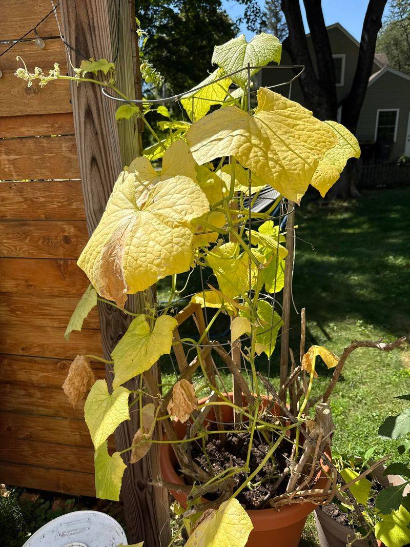 Poor Drainage Keeps Cucumber Roots Struggling