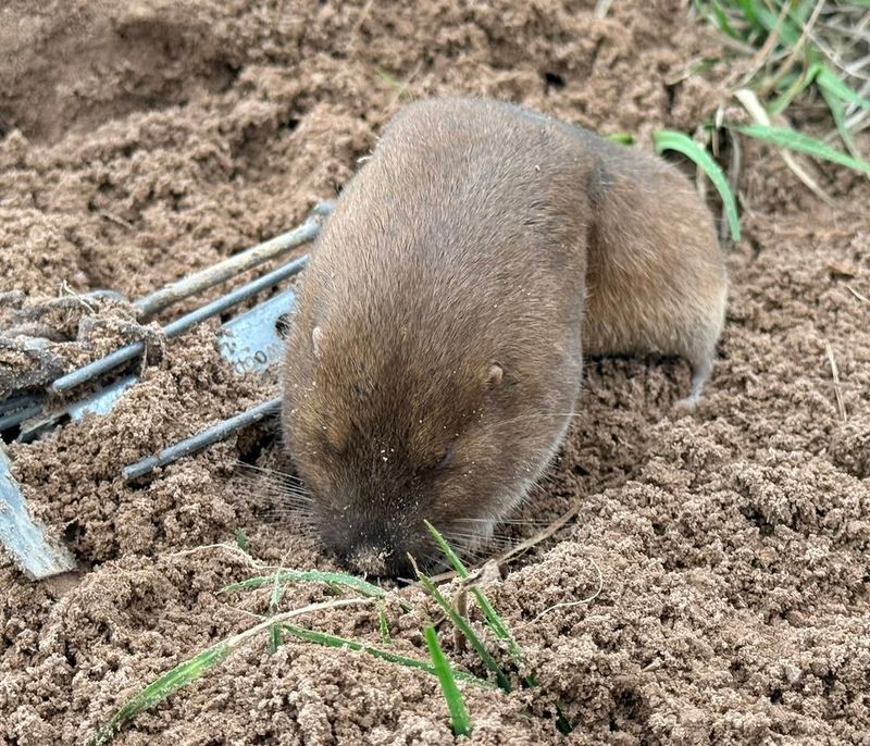 Poor Drainage Keeps Soil Easier To Disturb Poor Drainage Keeps Soil Easier To Disturb