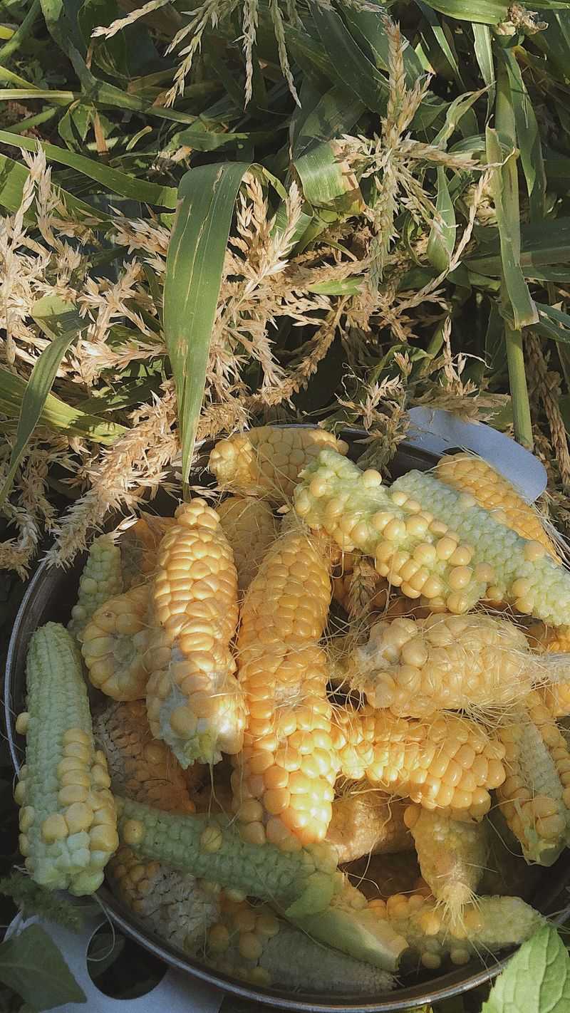 Poor Drainage Limits Root Oxygen After Heavy Rain