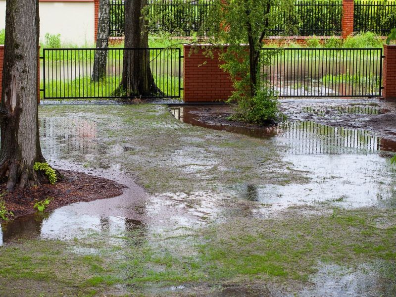 Poor Drainage May Be Keeping The Soil Too Wet