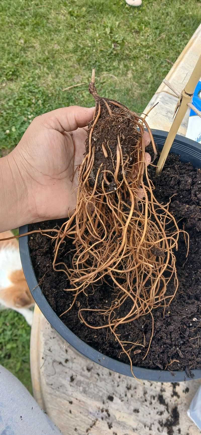 Poor Drainage Stresses Roots