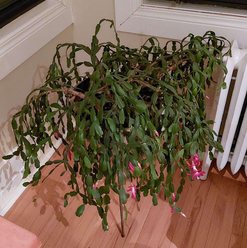 Poor Drainage Traps Excess Moisture In Soil