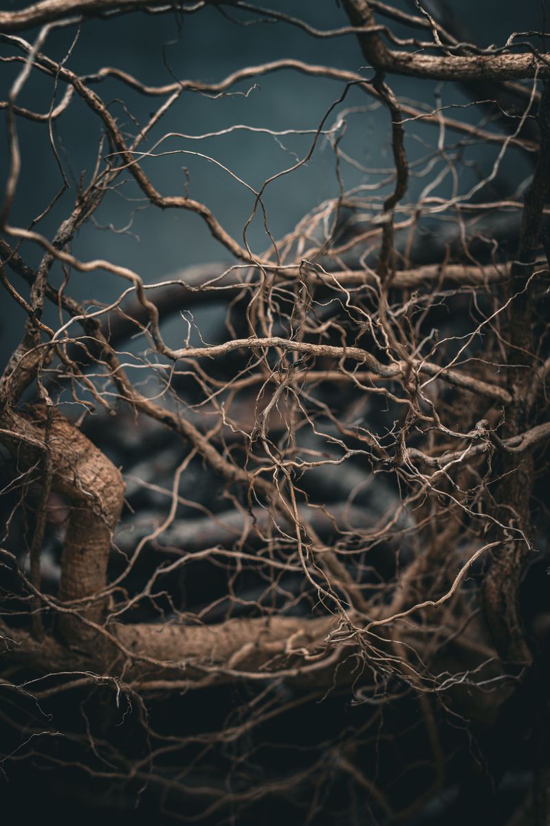 Poor Drainage Weakens The Root System Poor Drainage Weakens The Root System